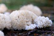 boompuist (Postia ptychogaster) 10-2020 3251